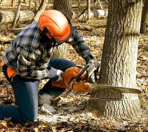 Tree Removal in Sulphur Rock, AR